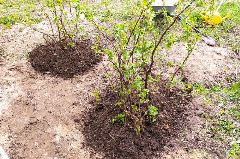 Омолаживающая обрезка черной смородины: секреты ухода за старыми кустами