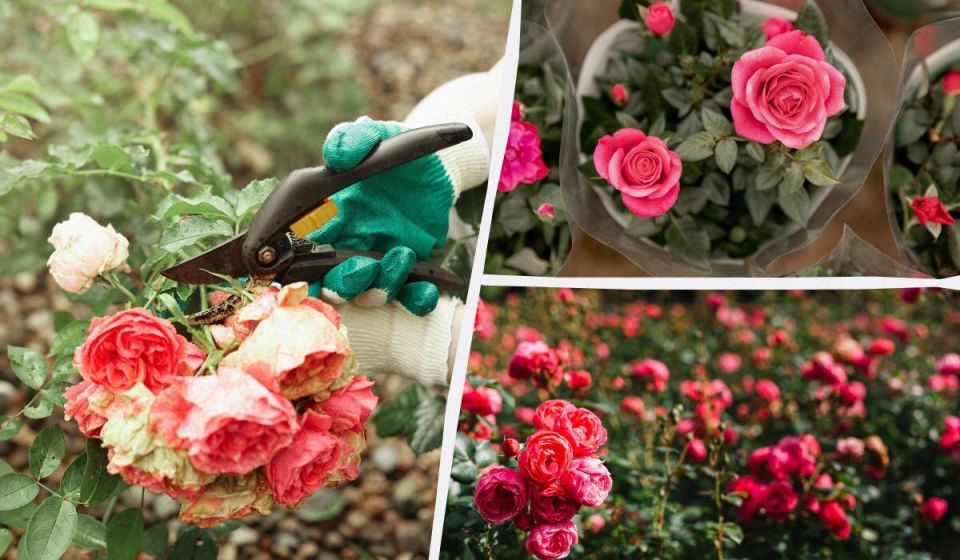 Как из одной розы создать целую клумбу: секреты размножения для начинающих