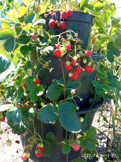 Клубника круглый год: возможно ли это в домашних условиях?