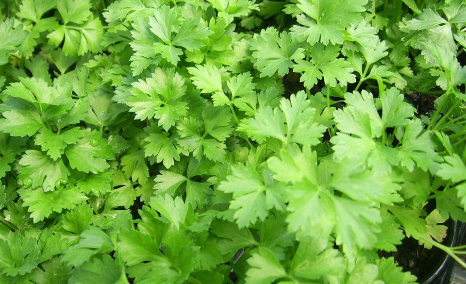Почему стоит избегать кинзы в период её цветения