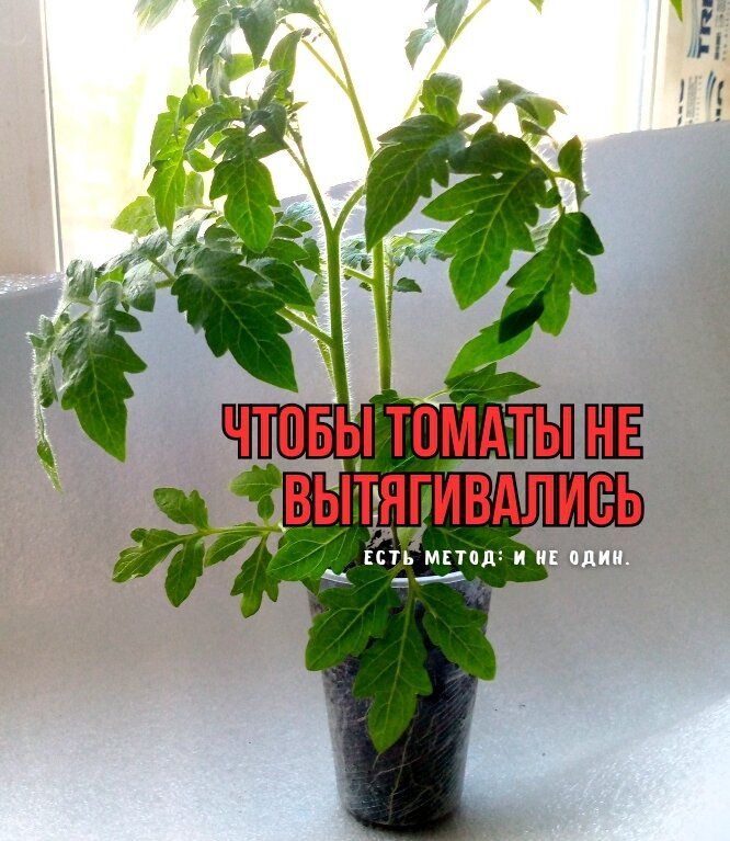 Как избежать вытягивания рассады томатов: советы для садоводов