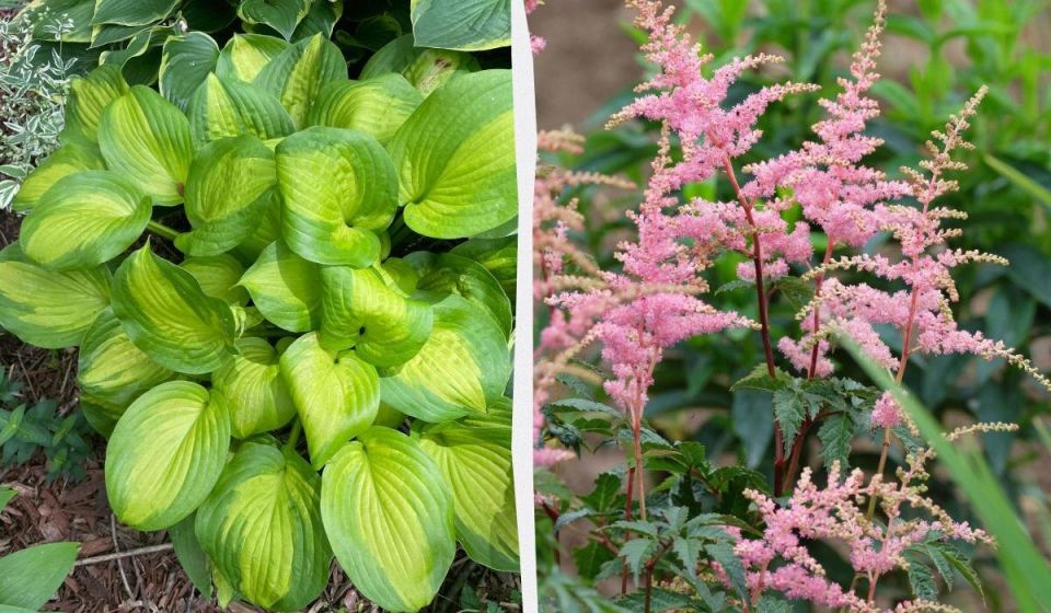 Цветы для тенистых уголков: создаем уют с растениями