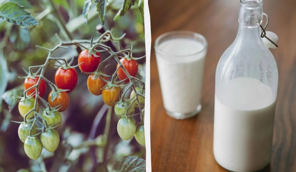 Как молоко и йод превратят ваши помидоры в сладкое наслаждение