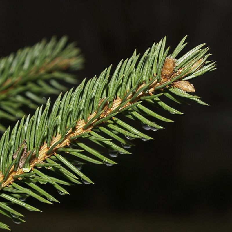 Как вырастить сосну из шишки: легкий путь к зеленому оазису на вашем участке