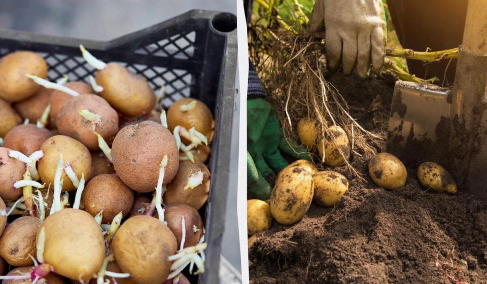 Как проращивание и разрезание картошки могут увеличить ваш урожай
