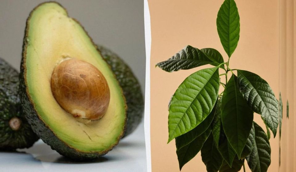 Как вырастить шикарное дерево авокадо в домашних условиях