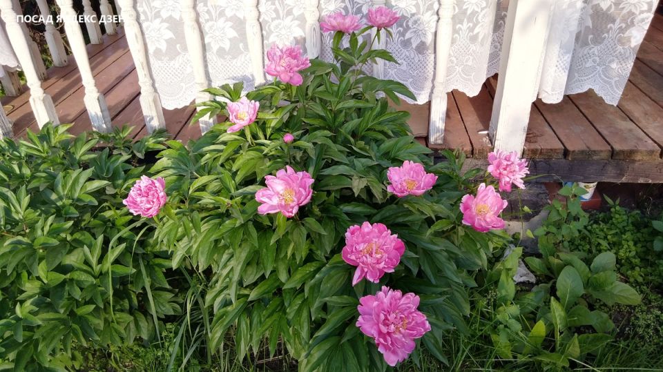 Необычный советский метод посадки пионов: растим красоту на века