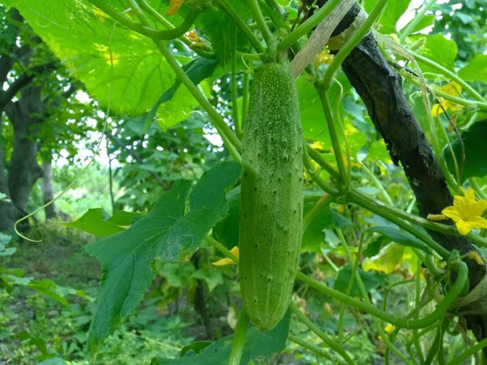Где огурцы не вырастут: секреты удачной посадки