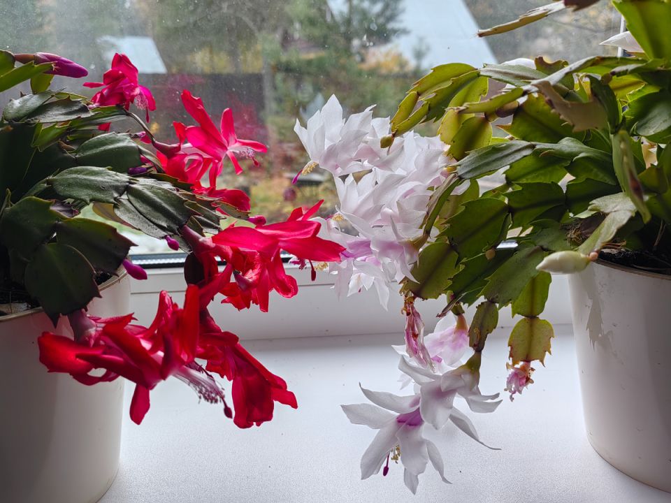 Как ускорить цветение декабриста к зимним праздникам
