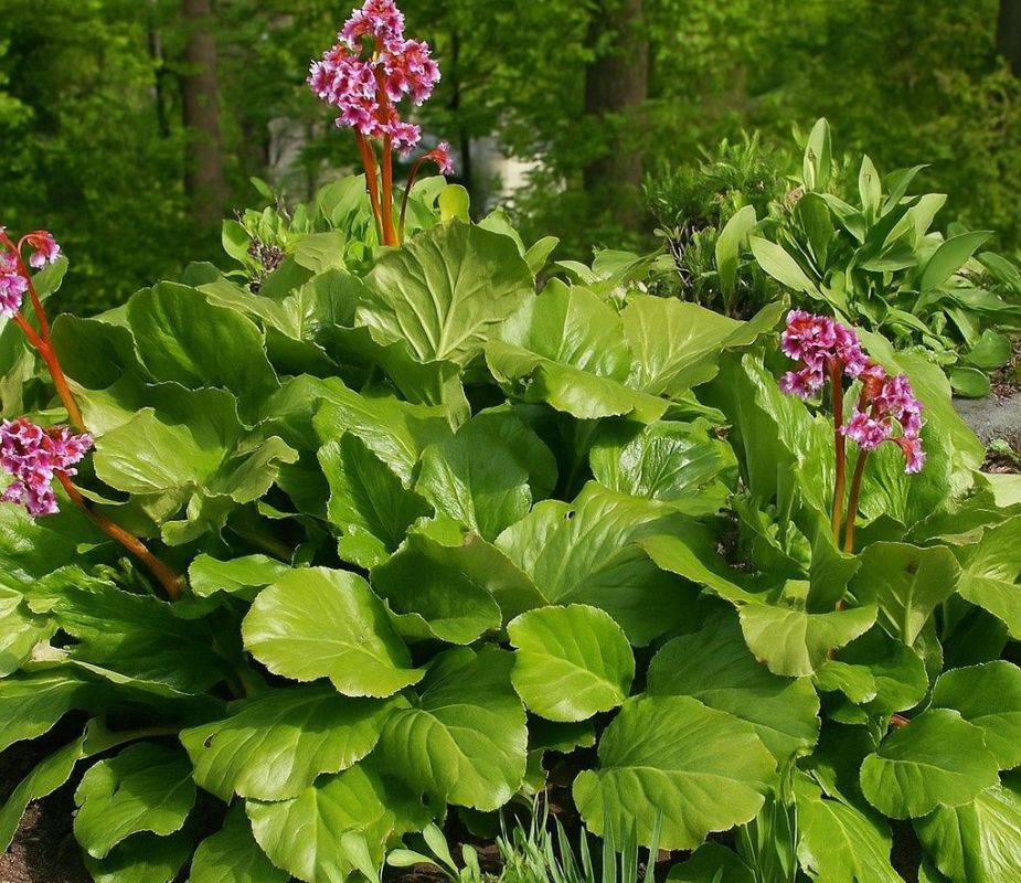 Изумительный бадан: как его листья превращаются в целебный чай