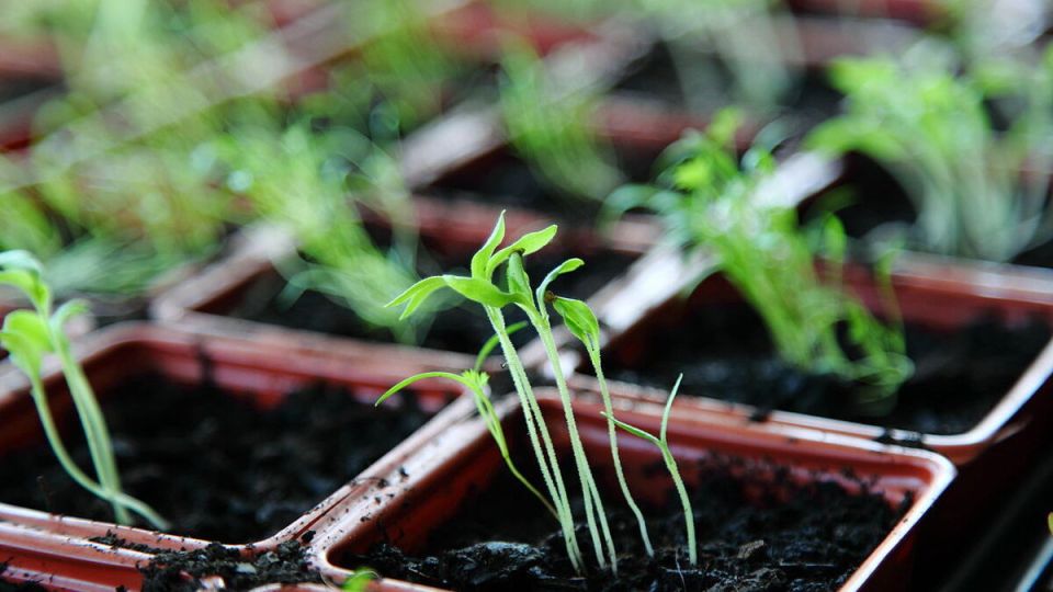 Как спасти переросшую рассаду: практические советы для садоводов