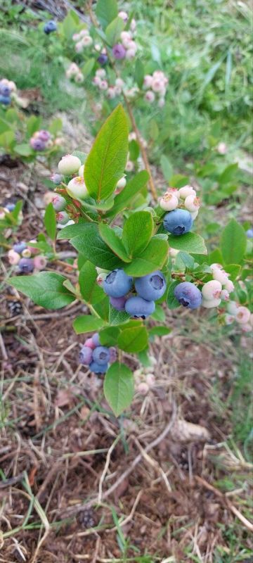 Как правильно подкислить почву под голубику