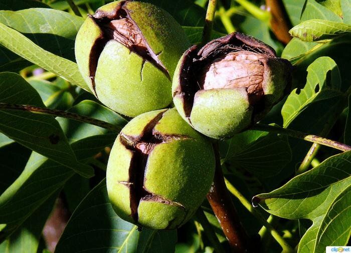 Грецкий орех: секреты успешного выращивания в современных условиях