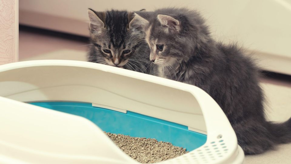 Вмиг уберет навязчивый запах: просто промойте кошачий лоток с этим средством