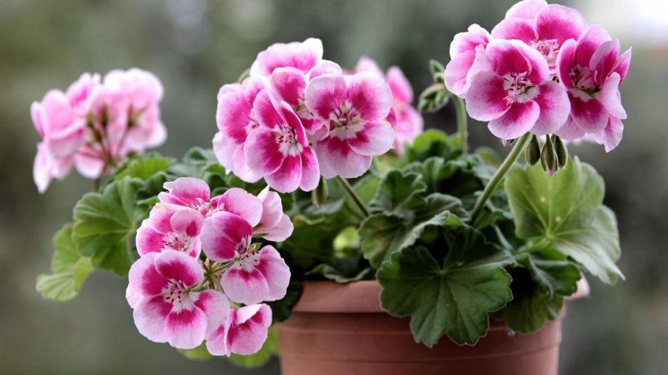 Герань на вашем окне: секреты успешного выращивания