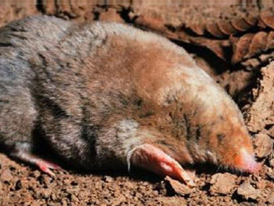 Умная защита от кротов: как простая пластиковая вертушка спасет ваш сад