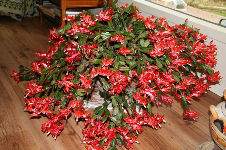 Почему стараемся спасти декабристов? Основные причины сброса бутонов