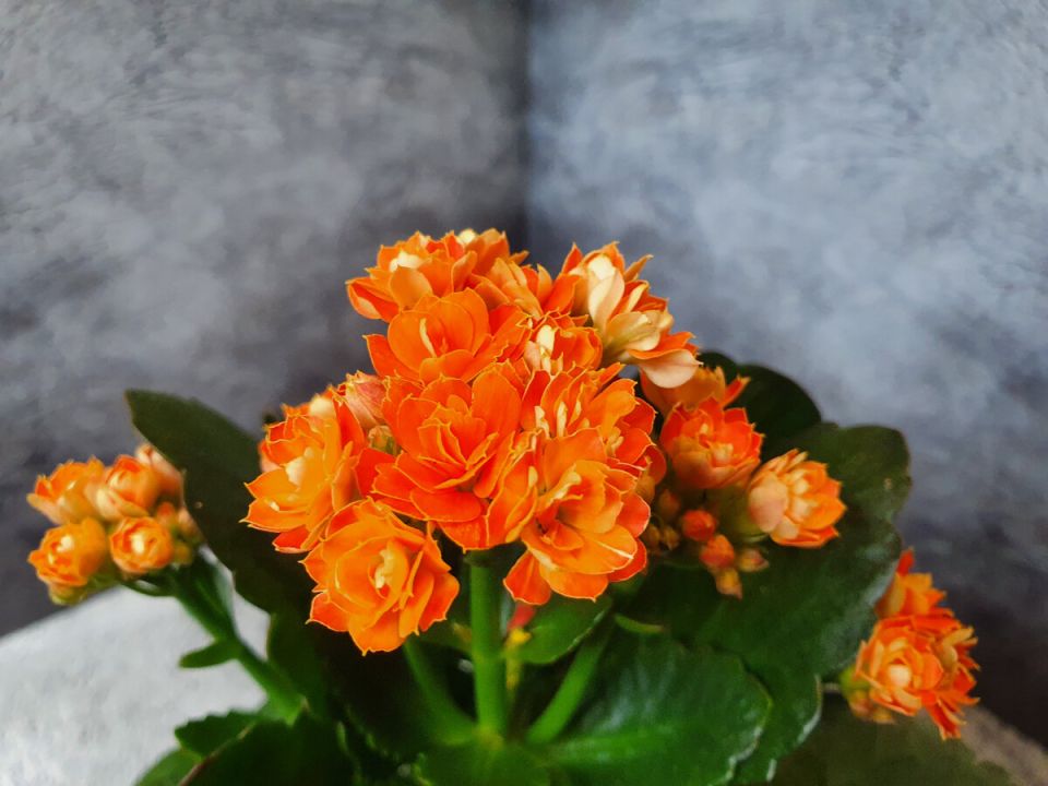 Комнатные растения: мифы и реальность чудо-свойств