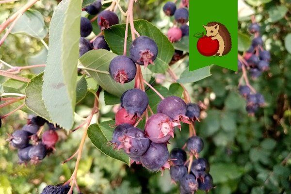 Ирга в огороде: чем она удивит и как улучшит ваш участок?