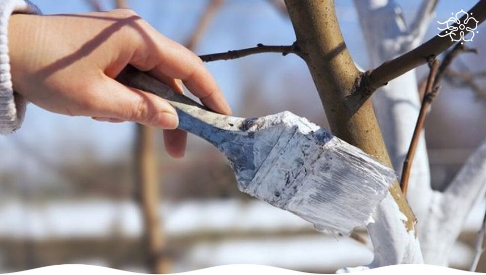 Когда побелка деревьев опаздывает: альтернативные методы защиты сада