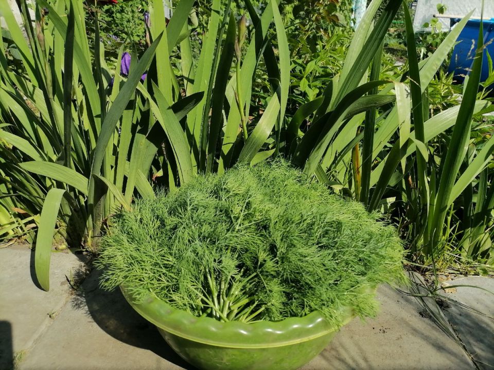 Экзотика зелени: что предпочитают люди в 2025 году?