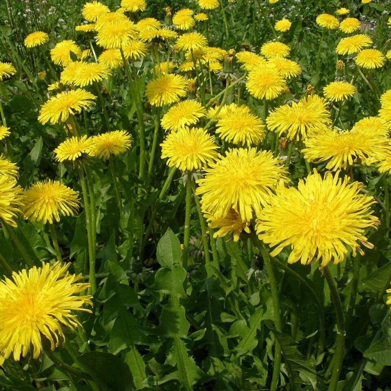 Как уксус может стать вашим надежным союзником в борьбе с одуванчиками