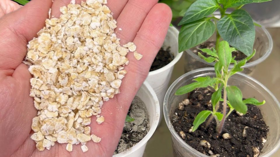 Как простая овсянка может преобразить вашу почву