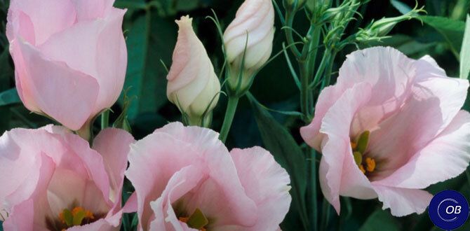 Декабрь: время для посадки цветов, которые требуют особого ухода