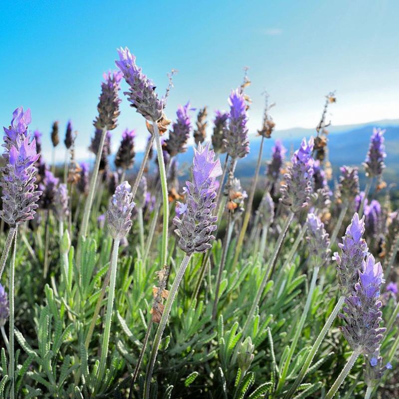 Зеленые помощники: как комнатные растения улучшают качество сна