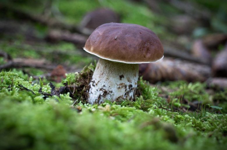 Грибы, которые стоит включить в рацион: топ-5 самых полезных