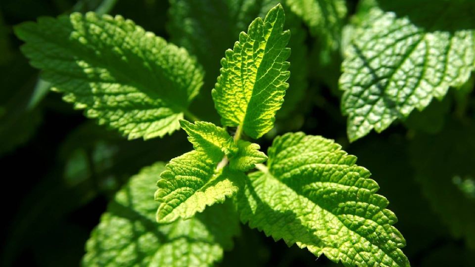 Не сушите мяту на зиму: насыщенный вкус и аромат травы сохраните другим способом