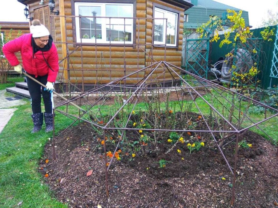 Эффективные способы укрытия роз на зиму