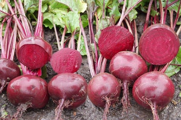 Свёкла Цыганка: идеальный выбор для вашего огорода в 2025 году