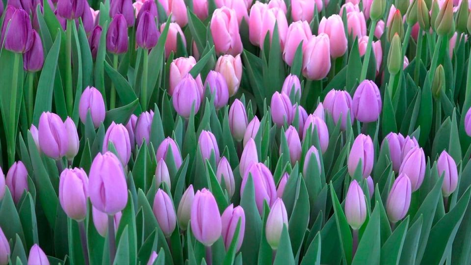 Как правильно выкопать и сохранить тюльпаны: советы для успешного ухода