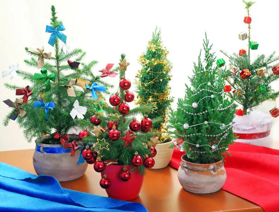 Почему рождественская ель в горшке может не выжить: полезные советы для покупателей