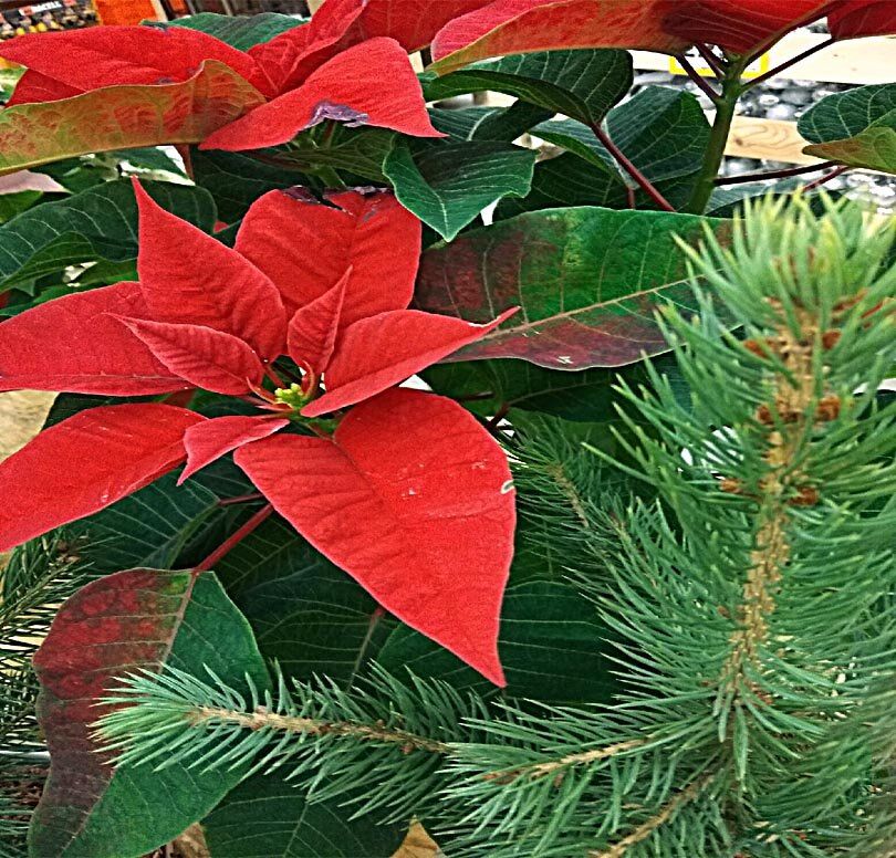 Пуансеттия: как сделать рождественскую звезду долгожданным украшением вашего дома