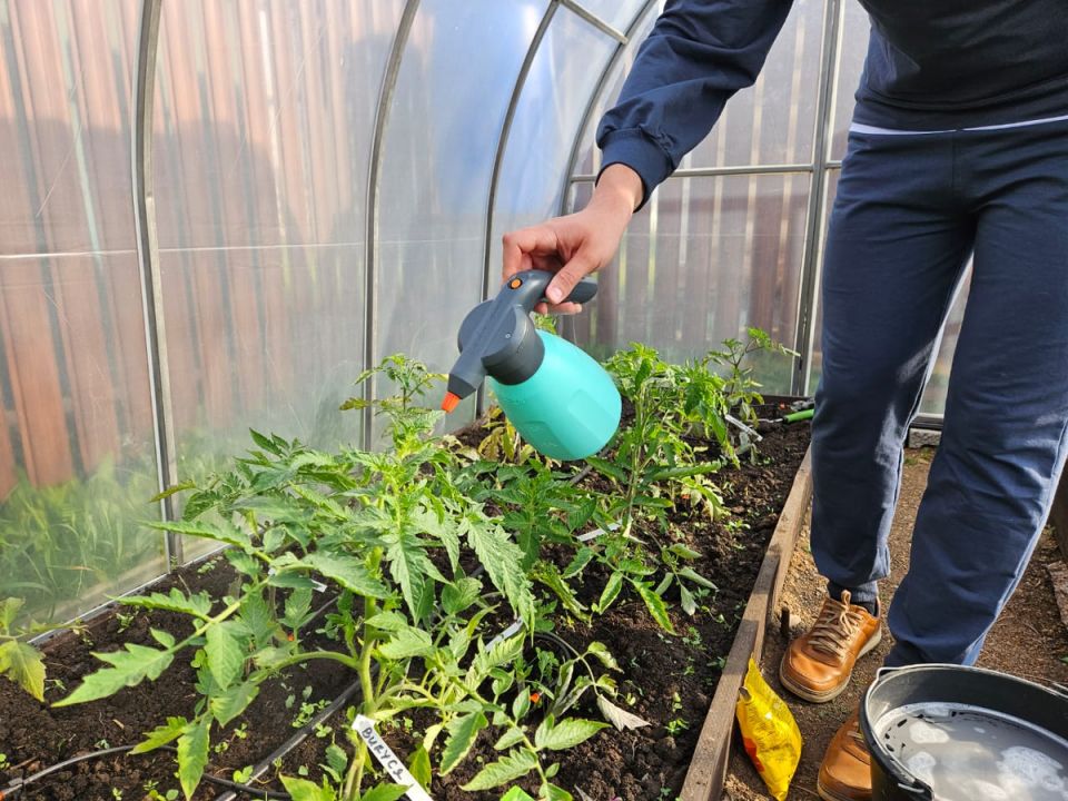 Как вернуть к жизни упавшую рассаду: простой рецепт из трех компонентов