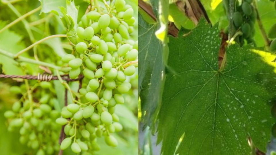 Лучшие прилипатели для винограда: как избежать потерь и сохранить урожай