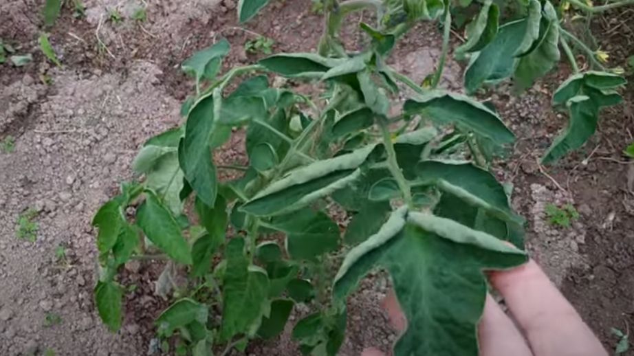 ��� ������ ���������� ������ ���������: ����������� ����� ��� �����