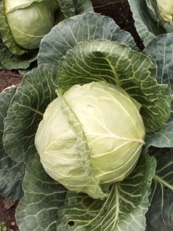 ��� ����� ������� �� ���� � ���� 2025 ����