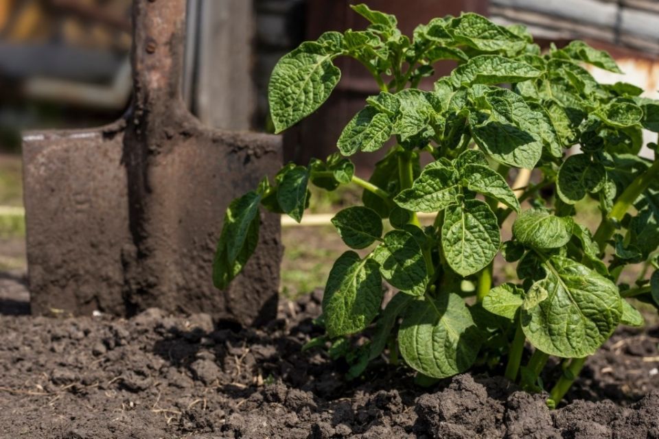 Как вырастить картошку на маленьком огороде: секреты успешного урожая