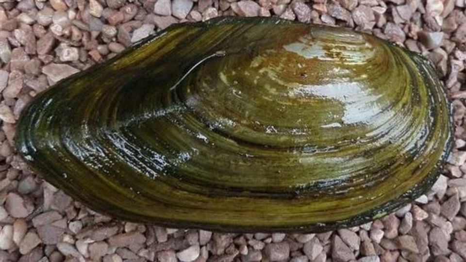 Опасные эксперименты с речными моллюсками: почему не стоит им доверять