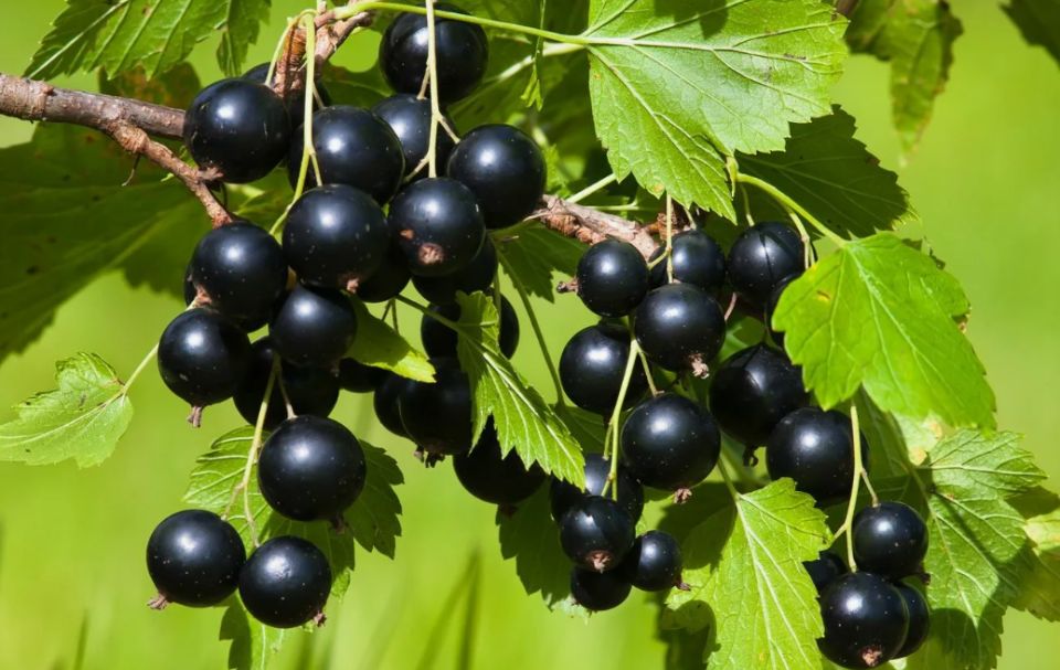 Как правильно обрезать смородину: секреты осеннего ухода для богатого урожая