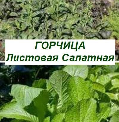 �������� �������: ���������� ���� � ����������� ������