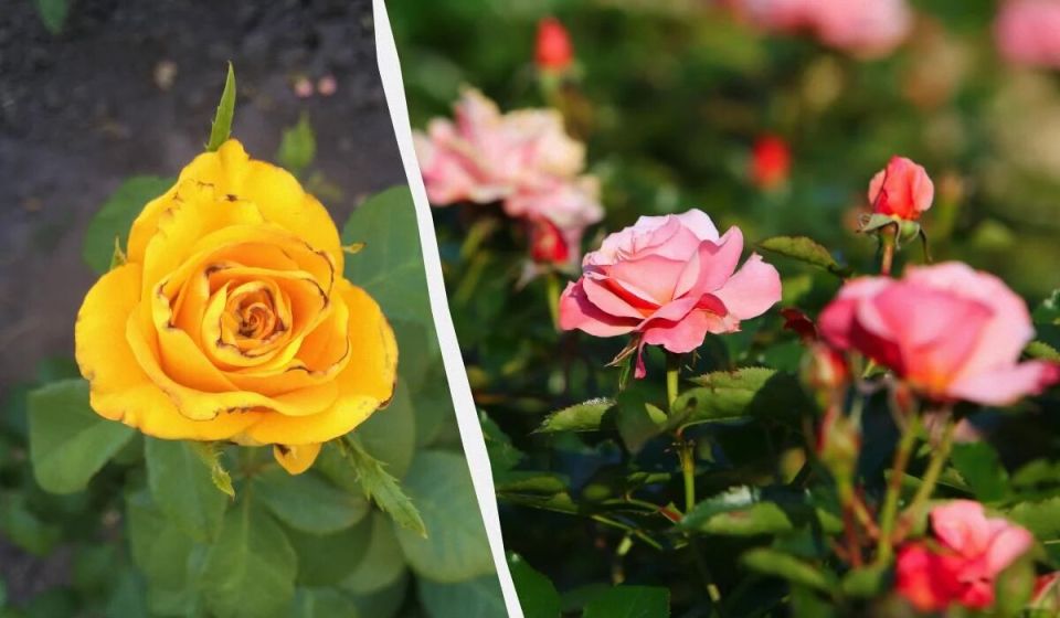 ������ ���������: ������ ��� �� �������