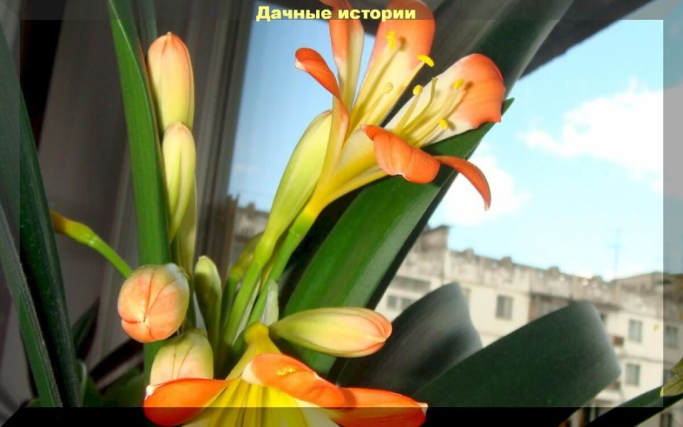 Как вырастить кливию: секреты ухода и размножения в домашних условиях