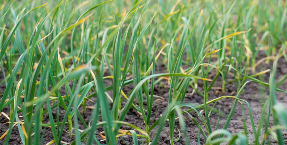 ��� ������ ������ �� ����������: ������� �������� �������� ���������