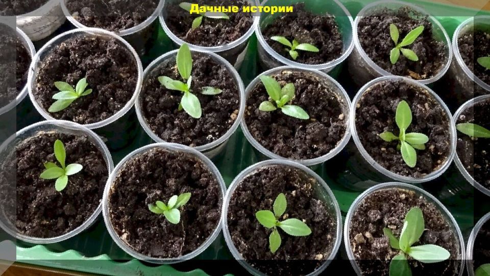 �������: ������� ��������� ����� � ����� �� ���������� �����