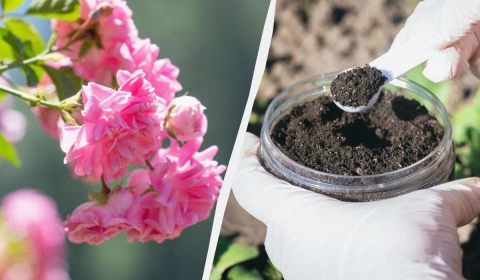 ������� ������� ��������: ��� ���������� ���� � ����