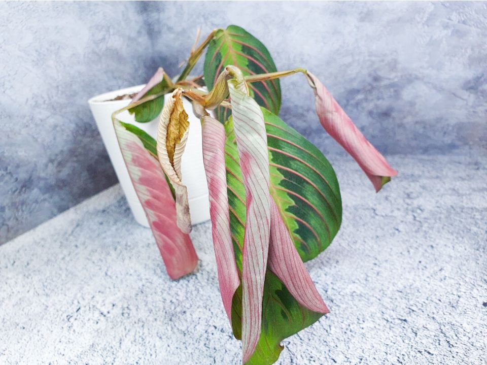 ������ ������ ����� ���������� � ������� ��������� ��� ��������� ��������?